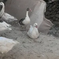 غاز|حیوانات مزرعه|نهاوند, |دیوار