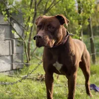 پیتبول 4 ساله با اصالت