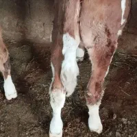 گوساله نر قرمز