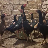 جوجه لاری اوشامو|حیوانات مزرعه|قم, قلعه کامکار|دیوار
