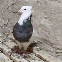 نر هفت رنگ ماده زرد