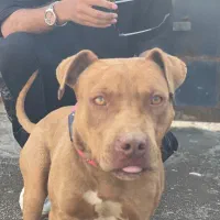 سگ پیتبول تریر|سگ|مشهد, چهارچشمه|دیوار