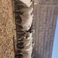 گوسفند میش بره|حیوانات مزرعه|مروست, |دیوار