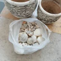 گلدان و آبپاش|گل و گیاه طبیعی|قم, شاه ابراهیم|دیوار