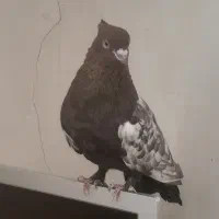 کبوتر|پرنده|شاهرود, |دیوار