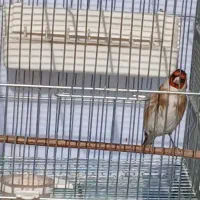 سره رسمی و۲رگ کرمونی