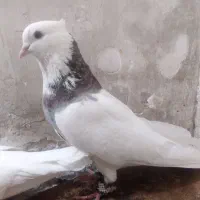 یک جفت طوقی خوشکل