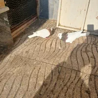 کبوتر طوقی|پرنده|سراب, |دیوار