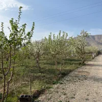 ۷۵۰متر زمین شهرکی متری ۳۷۰۰ جابان دماوند اقساطی|فروش زمین و ملک کلنگی|دماوند, دماوند|دیوار