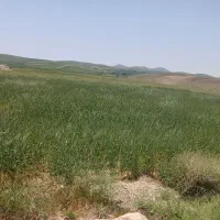 زمین ۱۰۰۰متری