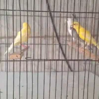 قناری رازا