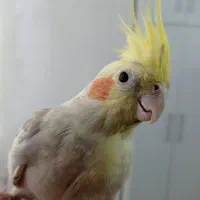 عروس هلندی جفت