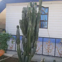 فروش کاکتوس|گل و گیاه طبیعی|آبپخش, |دیوار