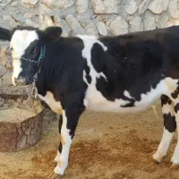 گوساله ماده سیمینتال|حیوانات مزرعه|گوآور, |دیوار