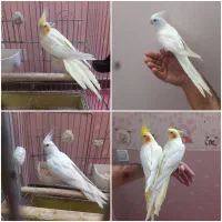 عروس هلندی ماده