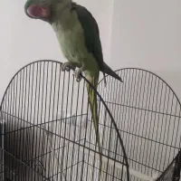 شاه طوطی نر 2 ساله