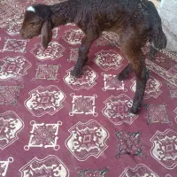 بره شیر خوار