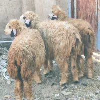 بره شیشک ابسن بی مثل|حیوانات مزرعه|شیراز, شاپورجان|دیوار