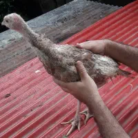 بوقلمون محلی صومعه سرااصیل نیمچه نرماده ضیابر جوجه|حیوانات مزرعه|رشت, سعدی (تختی)|دیوار