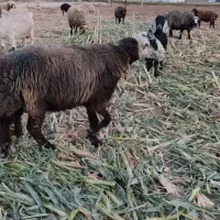 میش کر