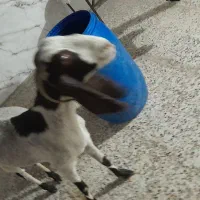 دام