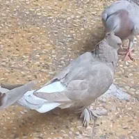 کبوتر دم سفید