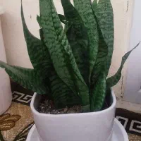 سانسوریا کاهویی سبزوابلغ