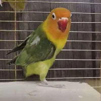 طوطی برزیلی رنگ خاص