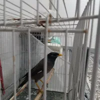 سلام یک عدد مینا ۶نیم ماهه  تازه به حرف آمده