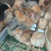 جوجه غاز .بوقلمون جوجه امپراتور جوجه مرغ گردن لخت|حیوانات مزرعه|گلوگاه بابل (گلیا), |دیوار