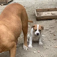 سگ پیتبول|سگ|رباطکریم, رباطکریم|دیوار