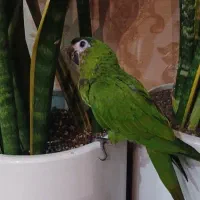 طوطی ارا هانس نرمه خور کاسکو کاکادو طوطی ارا|پرنده|تهران, جیحون|دیوار