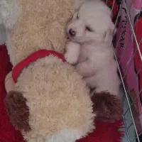 سگ اشپتز|سگ|محمدشهر, شهرک پیام (مهرالبرز)|دیوار