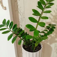 انواع گل و گلدان