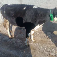 گاو جوان شیری