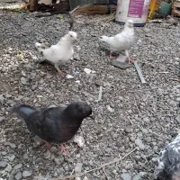 جوجه کاسک پرش سنگین|پرنده|جیرفت, |دیوار