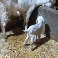 فروش بز سانن