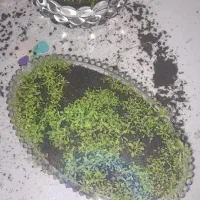 گیاه اکواریومی|ماهی|چابهار, |دیوار