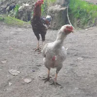 فروش فوری مرغ لاری به همراه ۲عدد جوجه خروس ۷ماهه|حیوانات مزرعه|سنگر, |دیوار