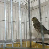 قناری ماده سبز