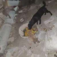 سگ نژاد دار پا کوتاه