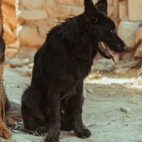 ژرمن بلک اصیل