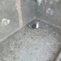 کبوتر|پرنده|نیشابور, سرآب کوشک|دیوار