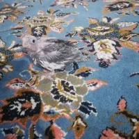 جوجه عروس هلندی نرمه خور