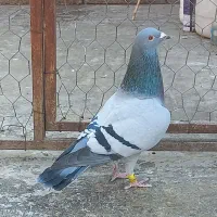 نژادجانسن ویگن گابی