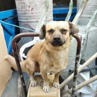 سگ واگزاری مناسب