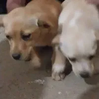 دو عدد سگ نر و ماده واگذار میشود