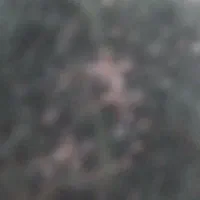 کاه ماش فروش دارم