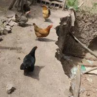 مرغ تخمگذار گلپایگان