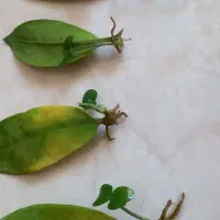 برگ های ریشه وغده دارزامیفیلیا|گل و گیاه طبیعی|اصفهان, لنبان|دیوار